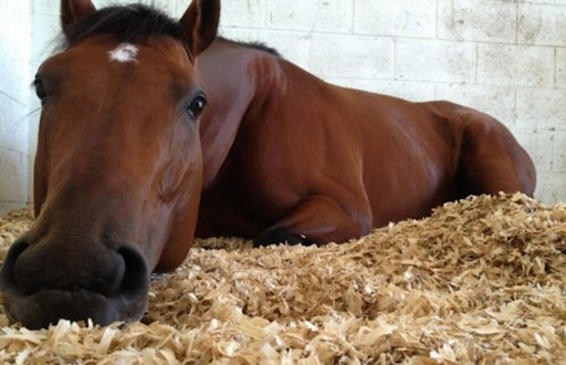 shavings for horses