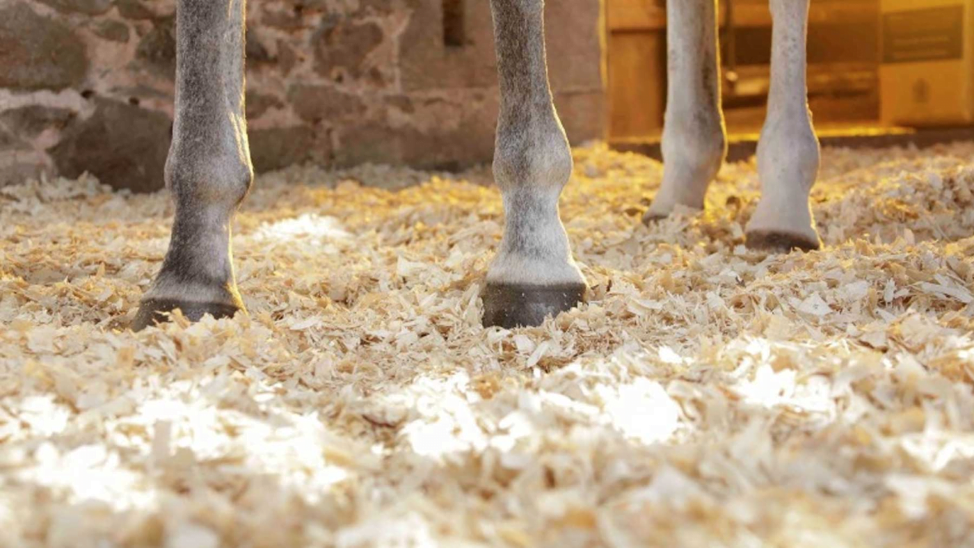 Good and Bad Wood Shavings Manufacturer For Horses 2024 4 Wood Shavings Manufacturer For Horses
